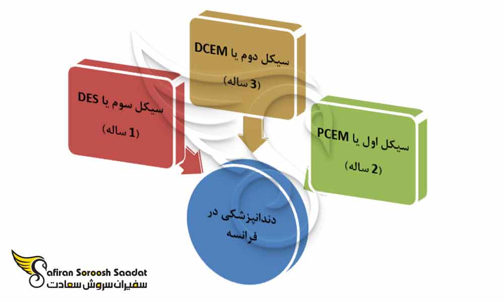 سیکل های تحصیل دندانپزشکی در فرانسه