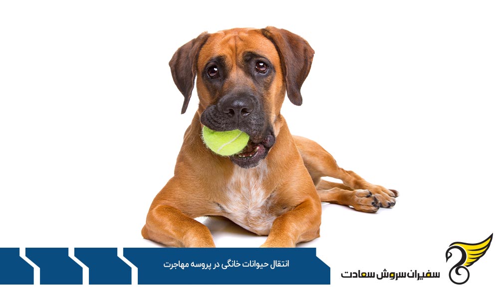 درباره هزینه انتقال حیوانات خانگی در پروسه مهاجرت