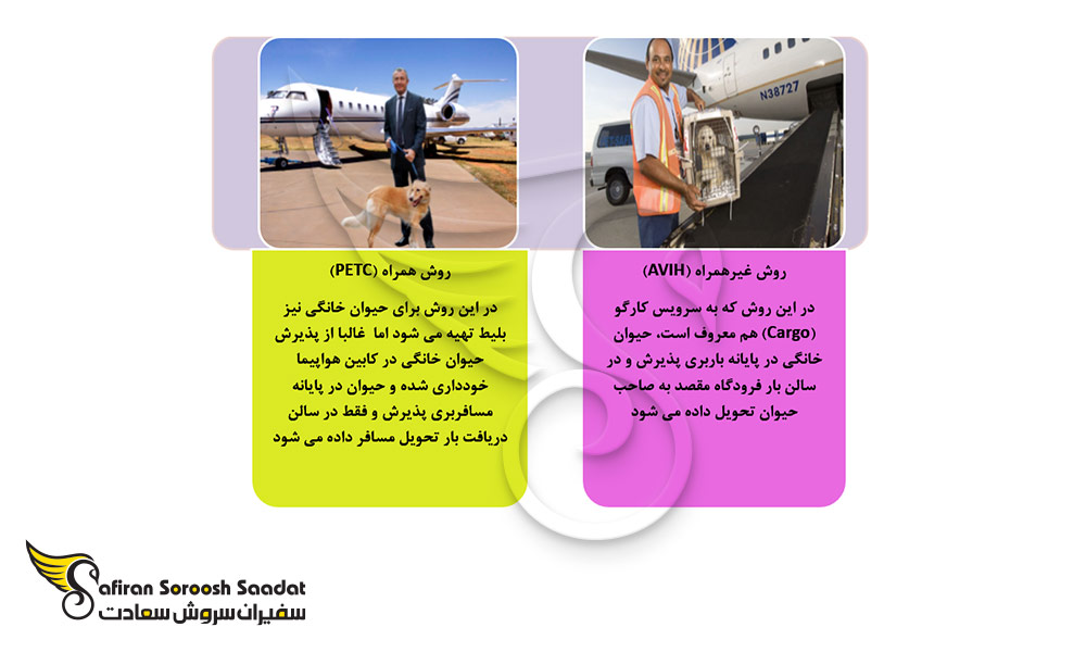 روشهای انتقال حیوانات خانگی در پروسه مهاجرت