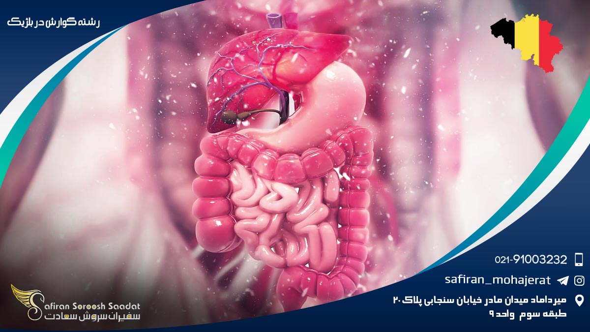 رشته گوارش در بلژیک