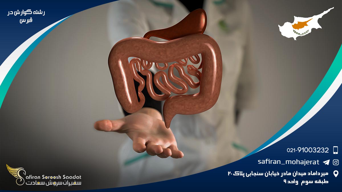 رشته گوارش در قبرس