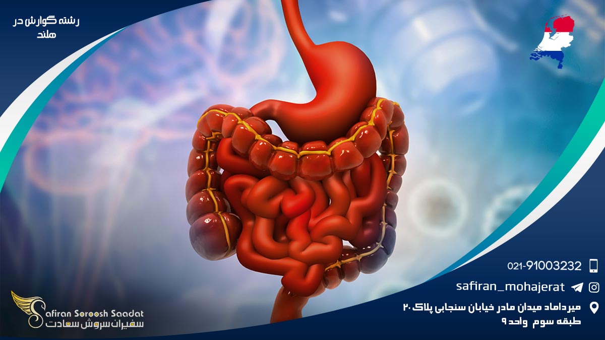 رشته گوارش در هلند