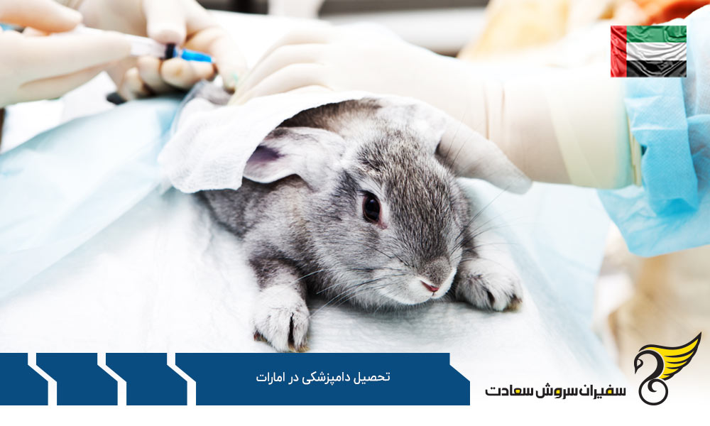 شرایط تحصیل رشته دامپزشکی در امارات
