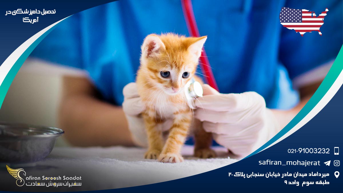 رشته دامپزشکی در آمریکا