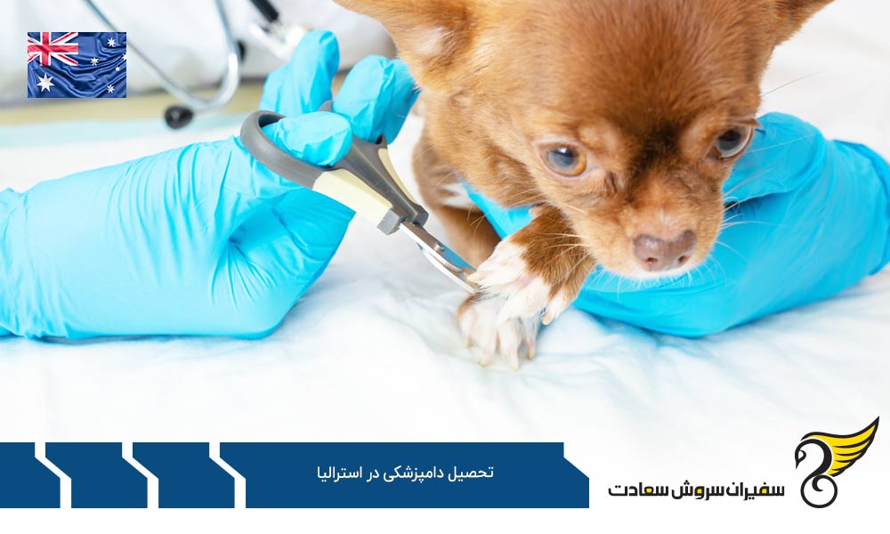 هزینه تحصیل رشته دامپزشکی در استرالیا
