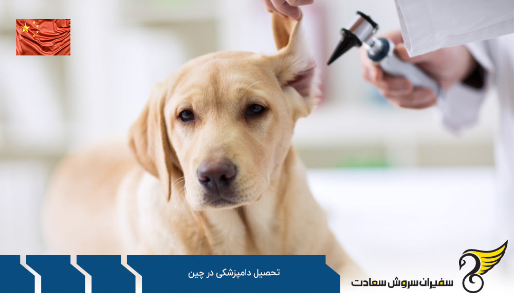 ویژگی های دوره تحصیل رشته دامپزشکی در چین