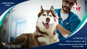 رشته دامپزشکی در دانمارک