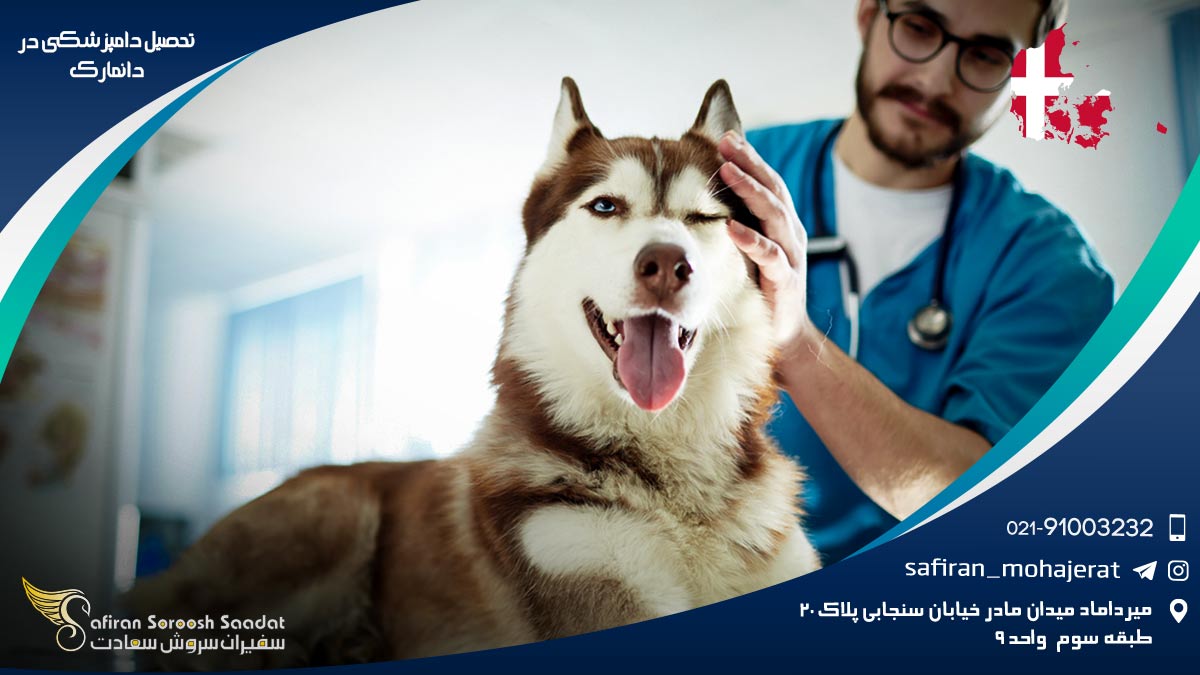 رشته دامپزشکی در دانمارک