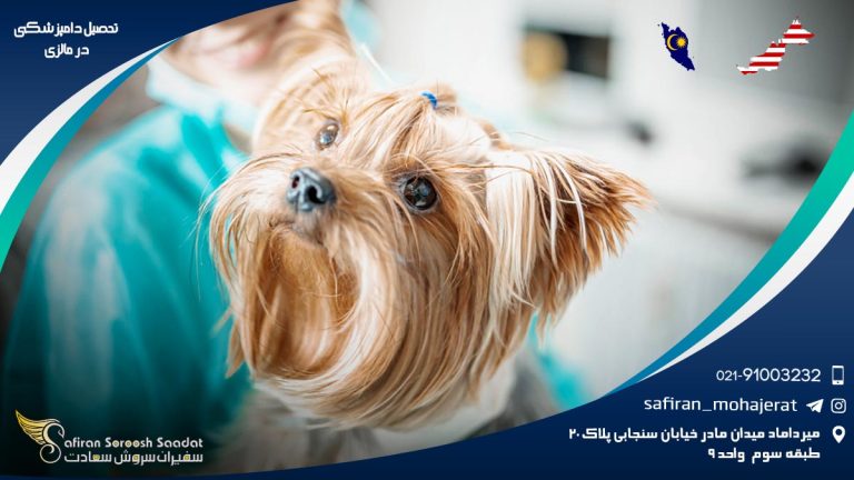 رشته دامپزشکی در مالزی