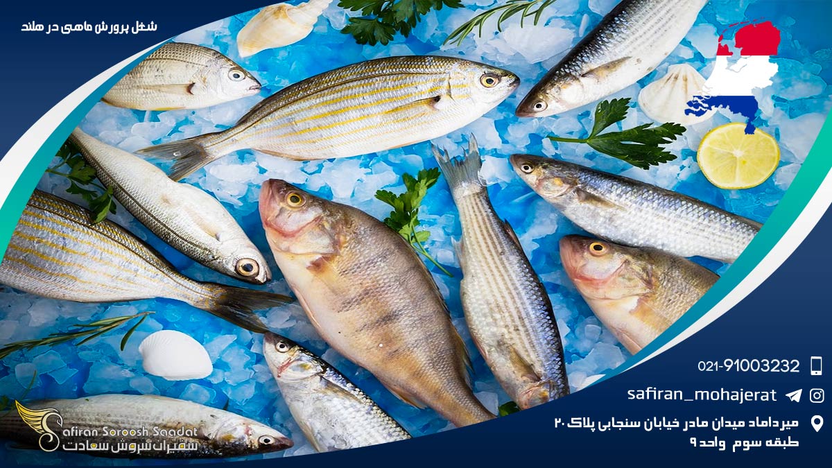 شغل پرورش ماهی در هلند