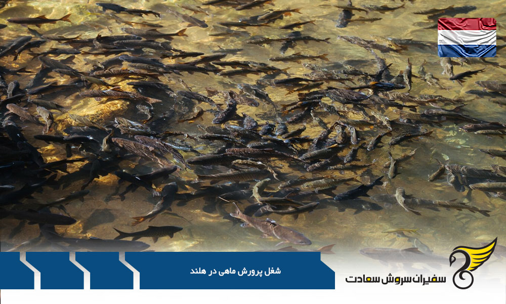 بررسی درآمد یک پرورش دهنده ماهی در هلند