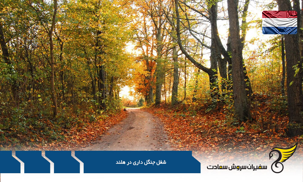 فرایند ورود دانشجویان خارجی جنگل داری به بازار کار هلند