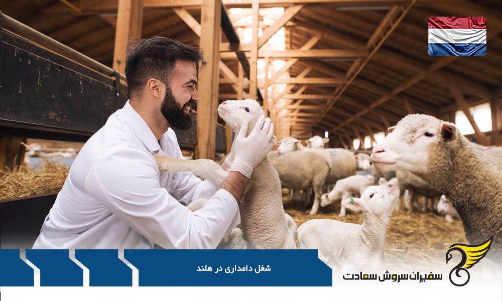 ورود یک دامدار به هلند