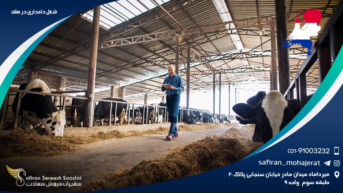شغل دامداری در هلند