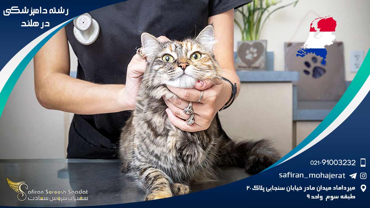 Veterinary-medicine-in-the-Netherlands1