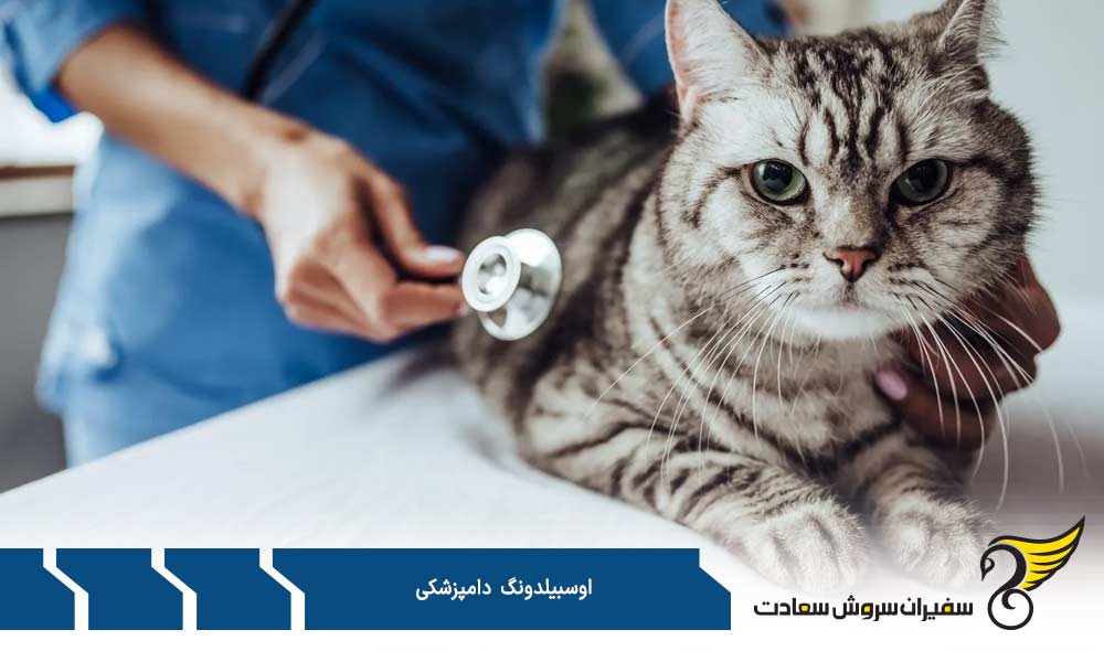 محتوای آموزشی دوره آوسبیلدونگ دامپزشکی