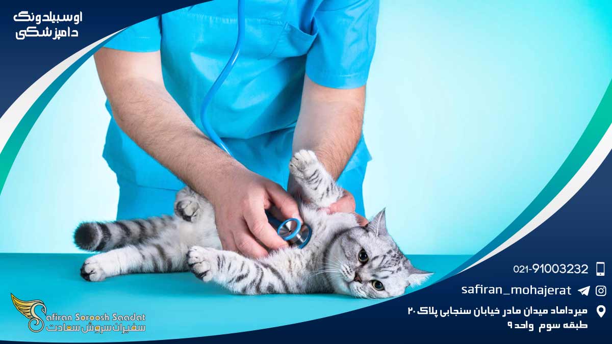 آوسبیلدونگ دامپزشکی