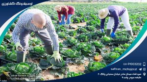 آوسبیلدونگ کشاورزی