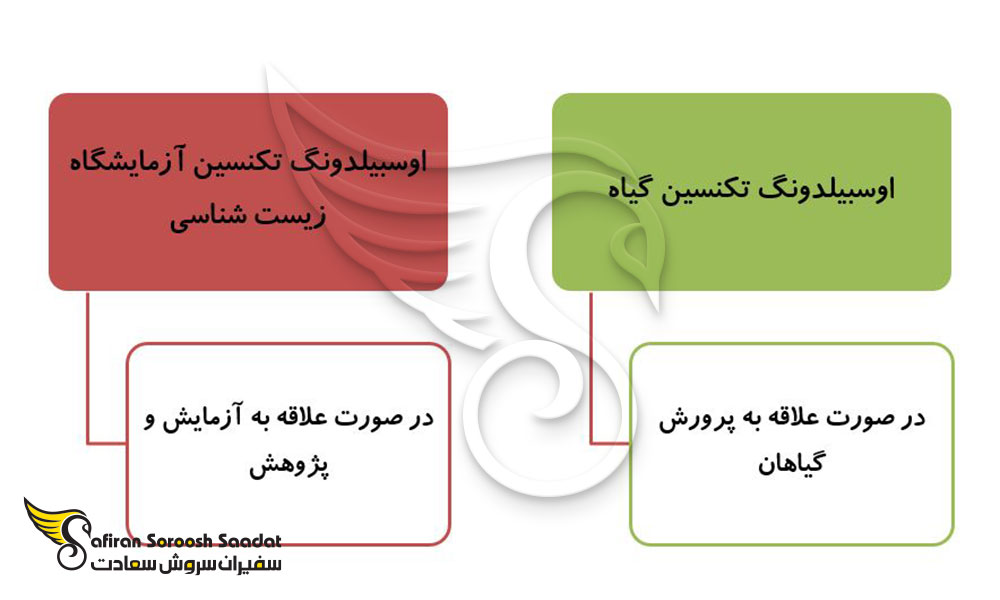 شرایط آوسبیلدونگ گیاه شناسی