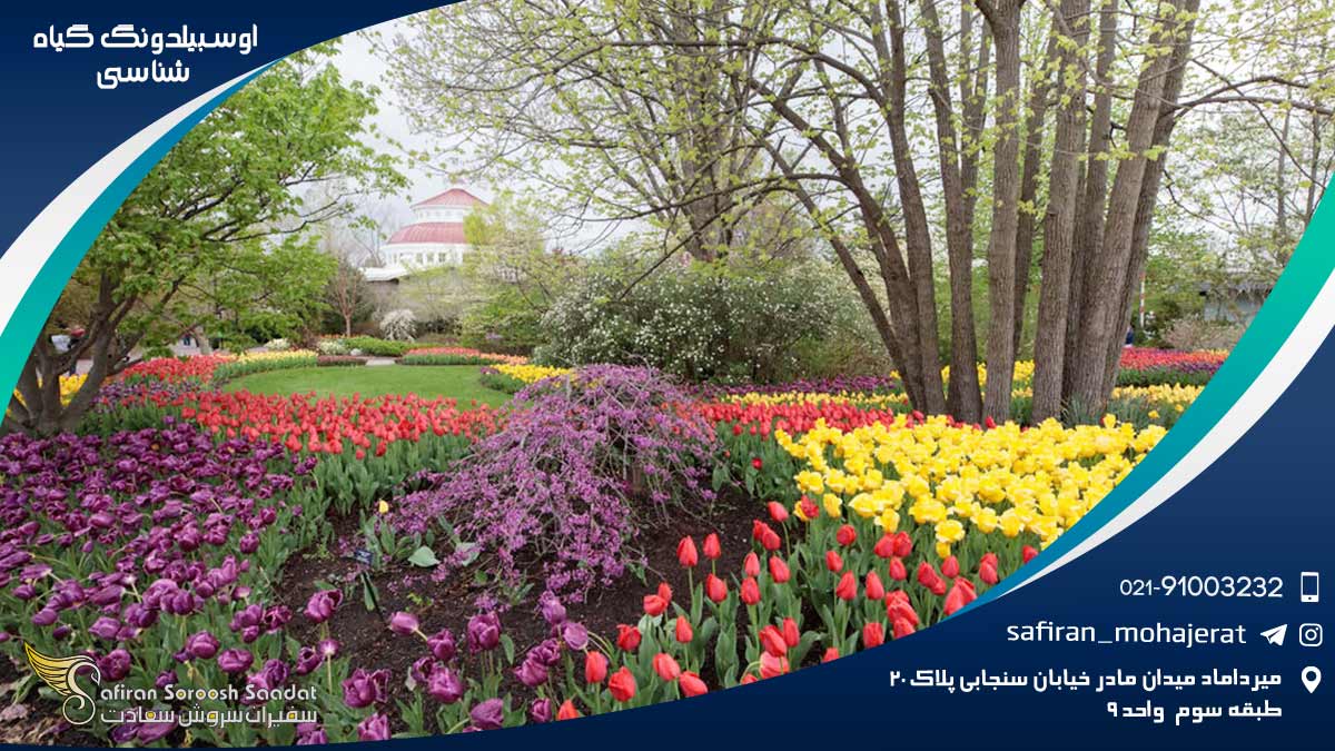 آوسبیلدونگ گیاه شناسی